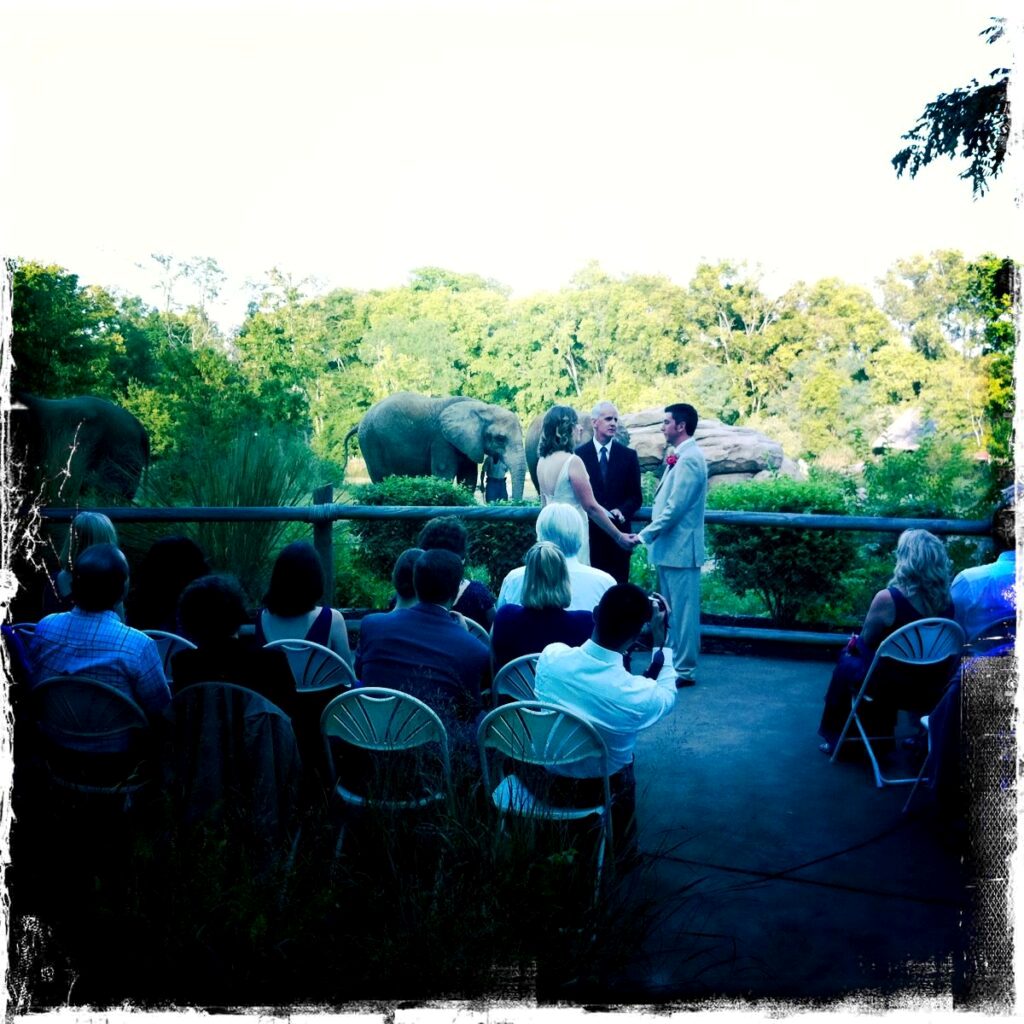 Wedding ceremony at Nashville Zoo with elephants in the background